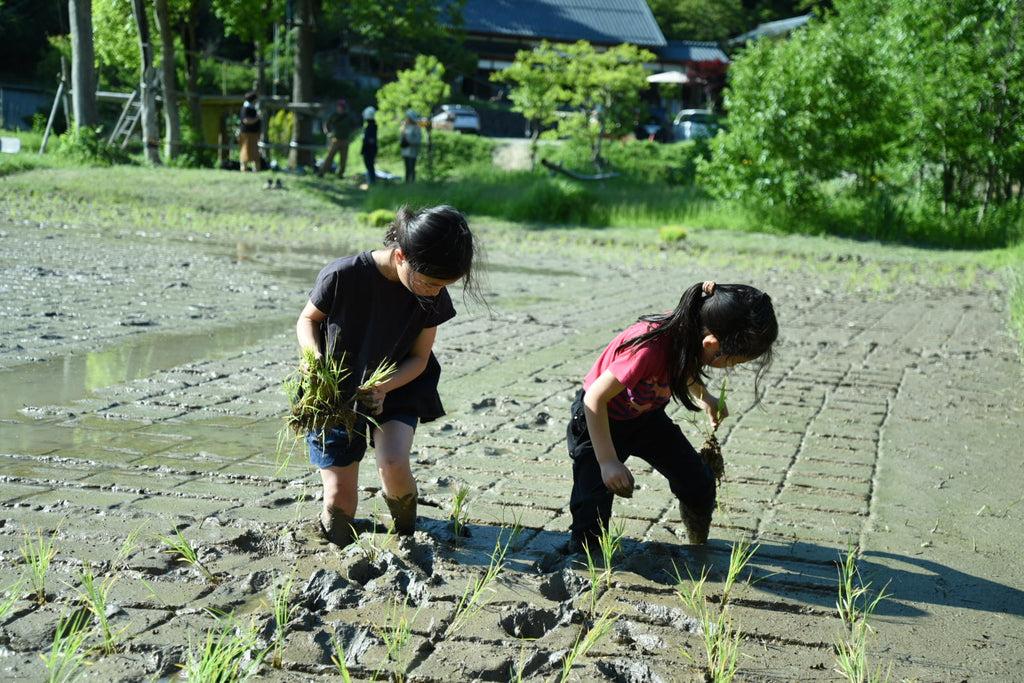 Rice planting