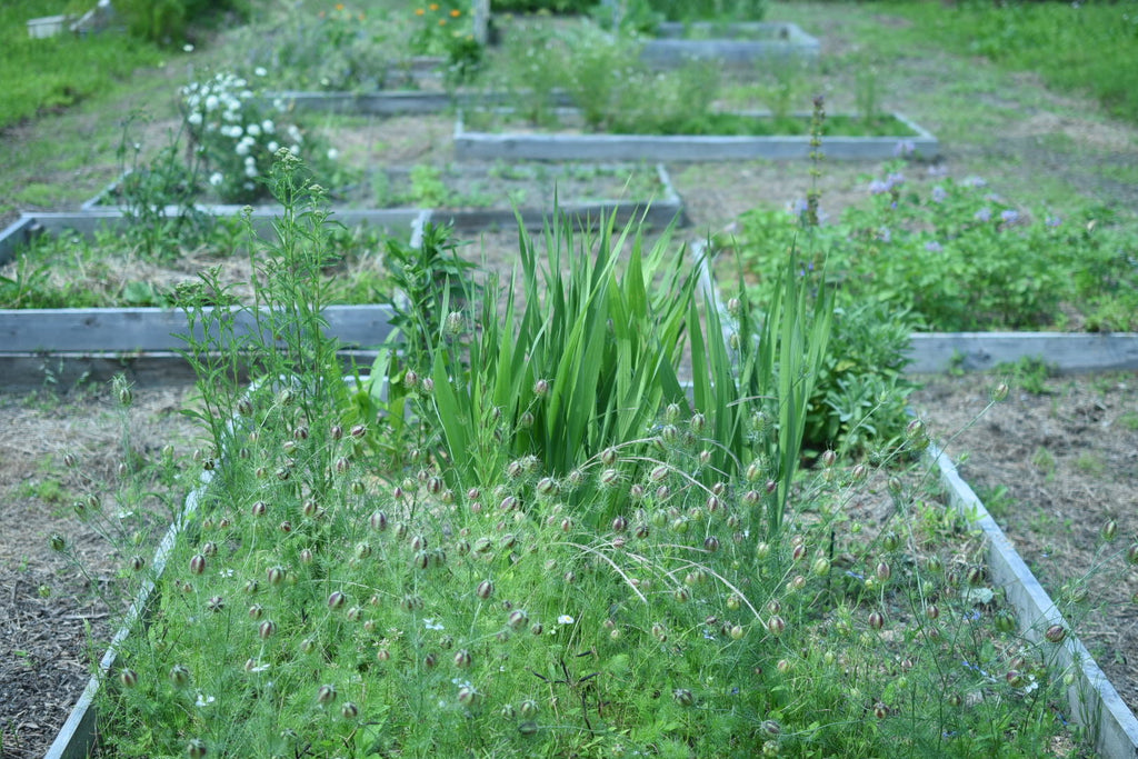 Our organic herb farm